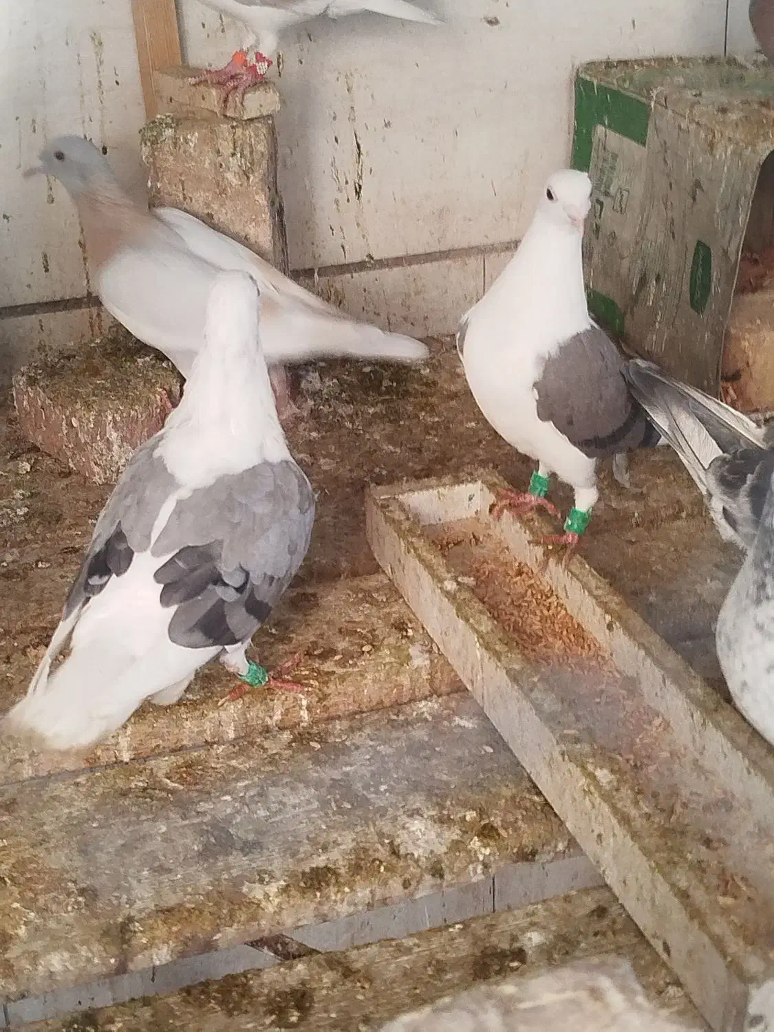 جوجه پشتی|پرنده|شیراز, کوشک میدان|دیوار