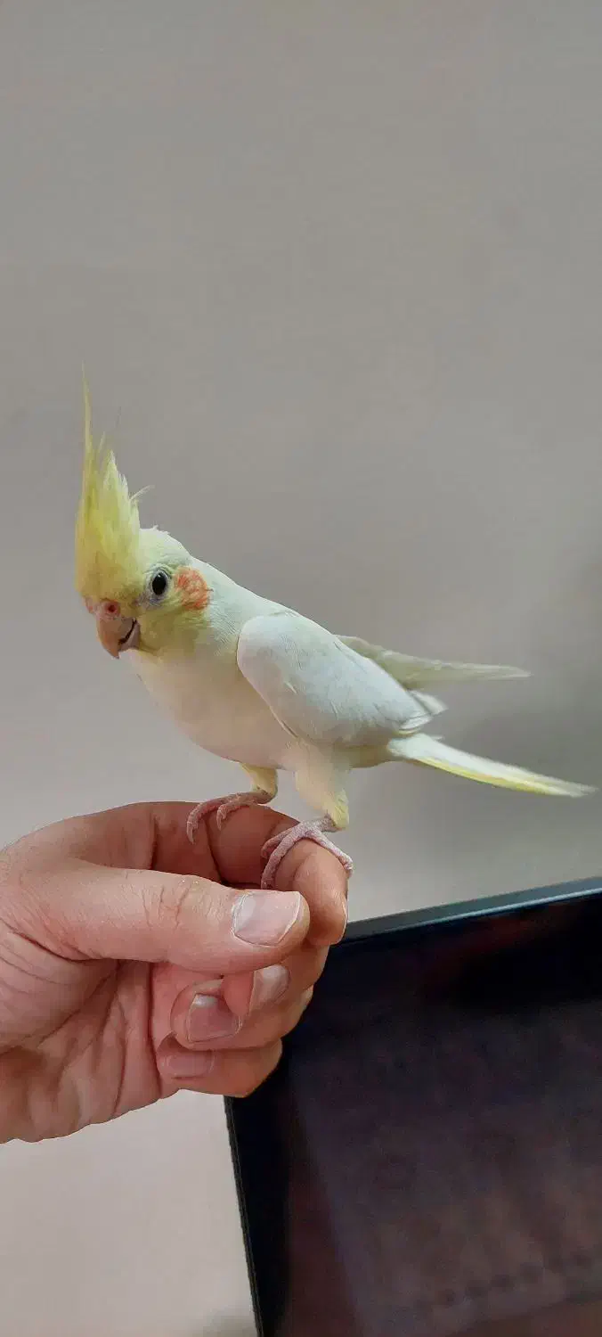 عروس هلندی|پرنده|تهران, جوادیه|دیوار