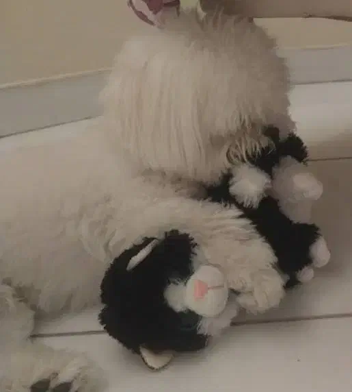 فروش سگ|سگ|کرج, عظیمیه|دیوار