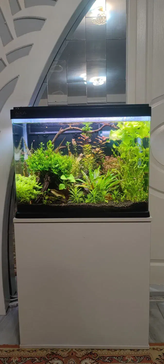 فروش آکواریوم کامل|ماهی|تبریز, |دیوار