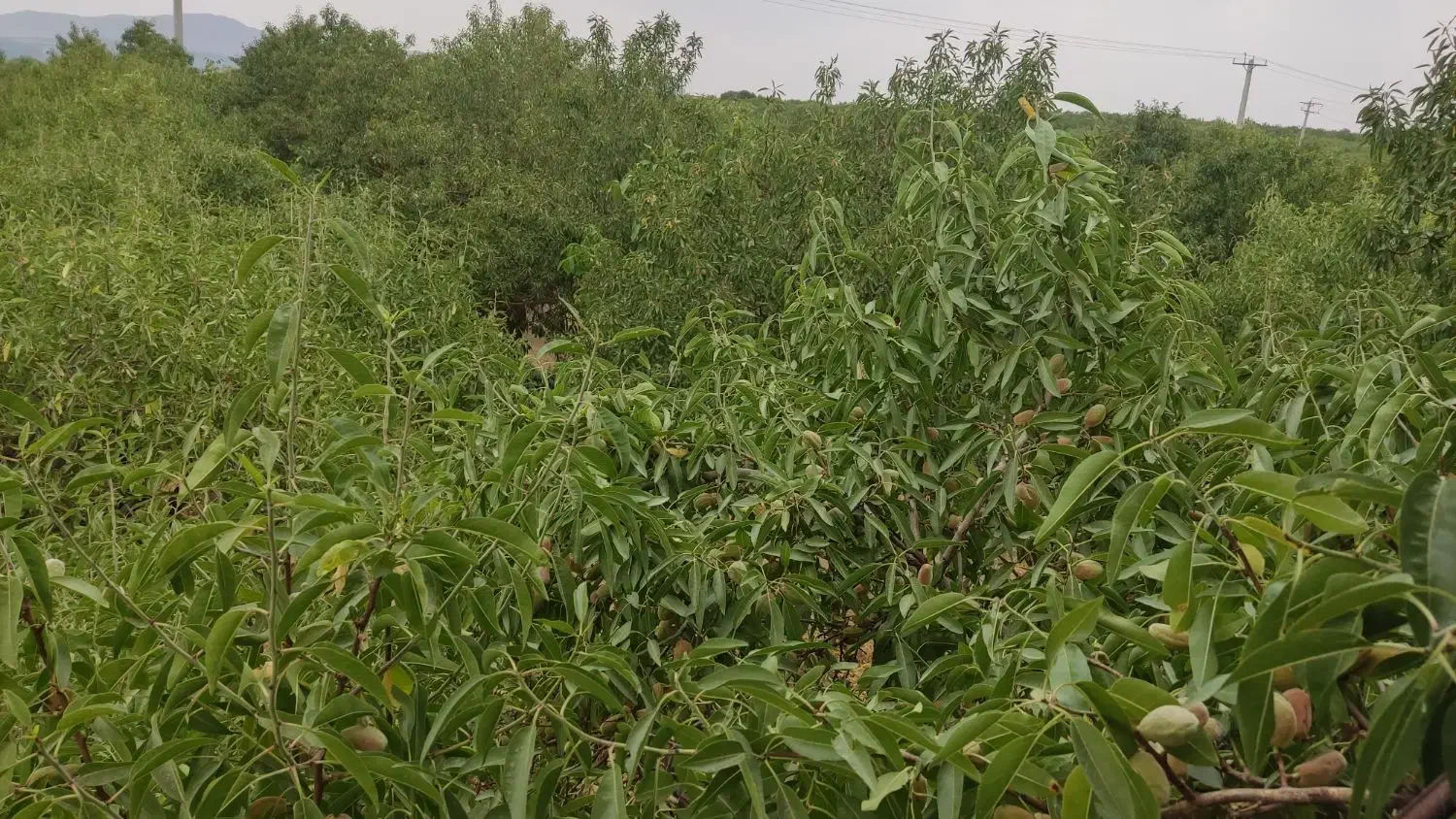 باغ بینظیر|فروش دفتر صنعتی، کشاورزی، تجاری|شیدا, |دیوار