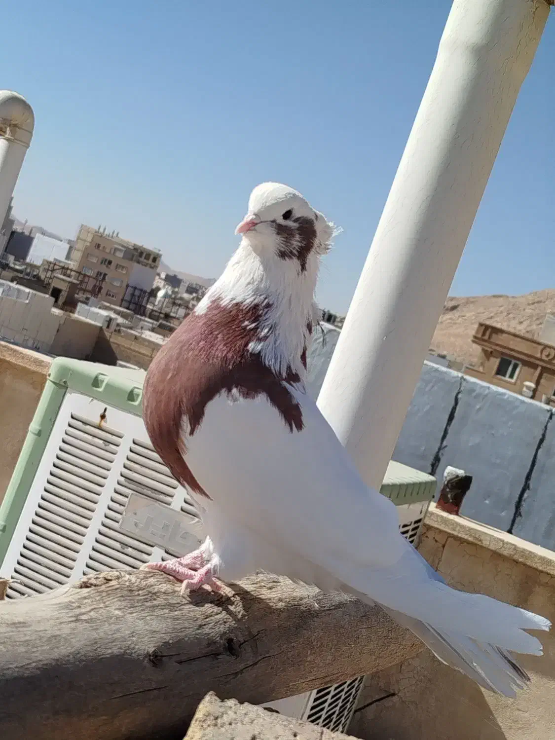 کبوتر نقابی سرخ|پرنده|هرسین, |دیوار