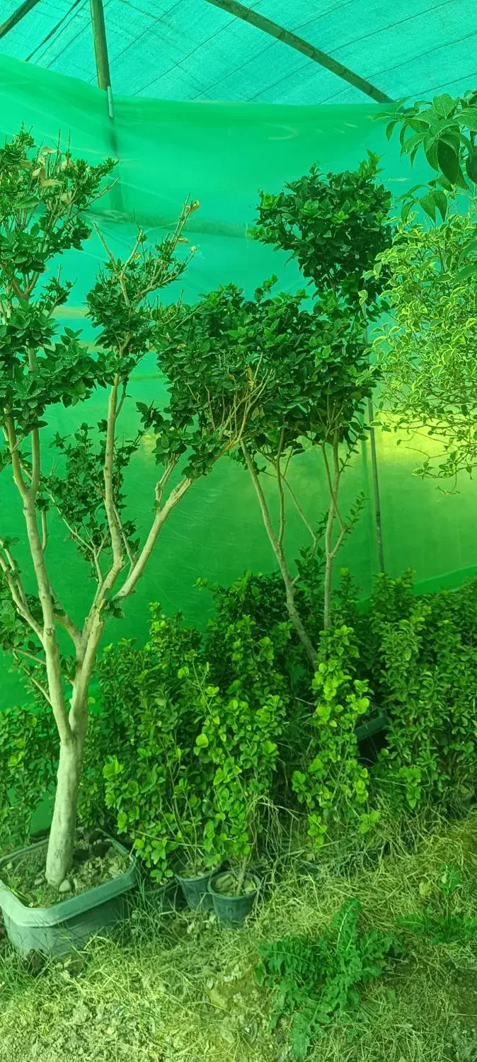 نهال،خاک گلدان،درختچه، مرکبات ،خاک برگ|خدمات باغبانی و درختکاری|شیراز, تل حسینآباد|دیوار