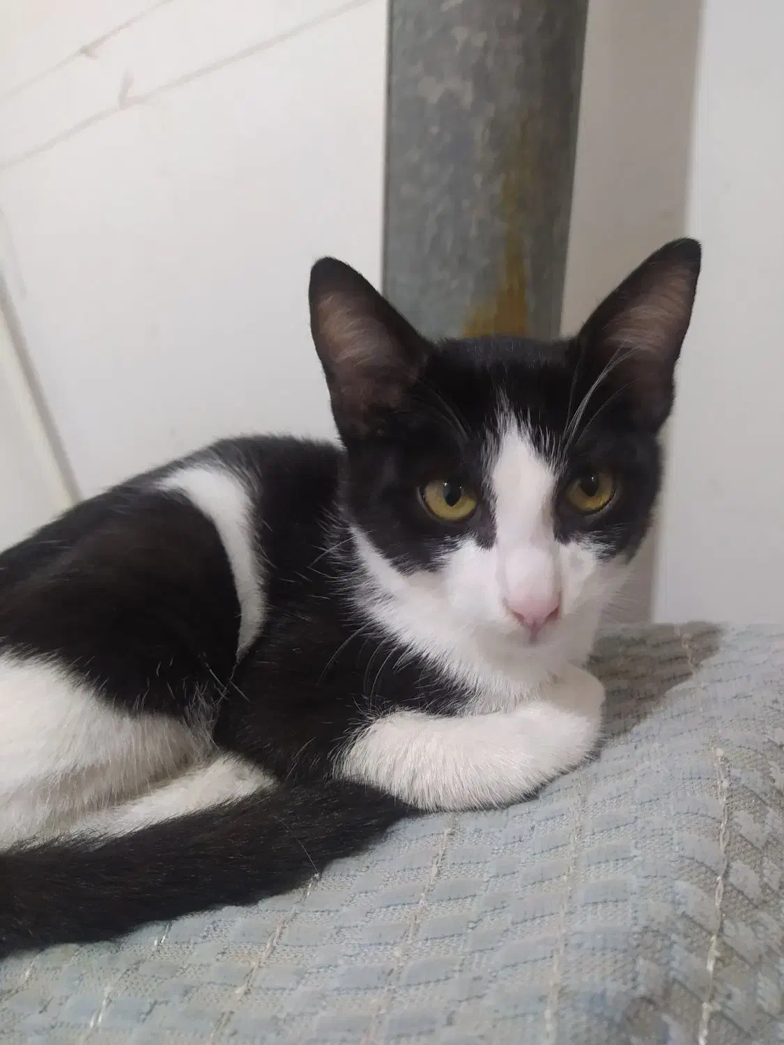 گربه ملوس|گربه|رشت, حومه رشت|دیوار