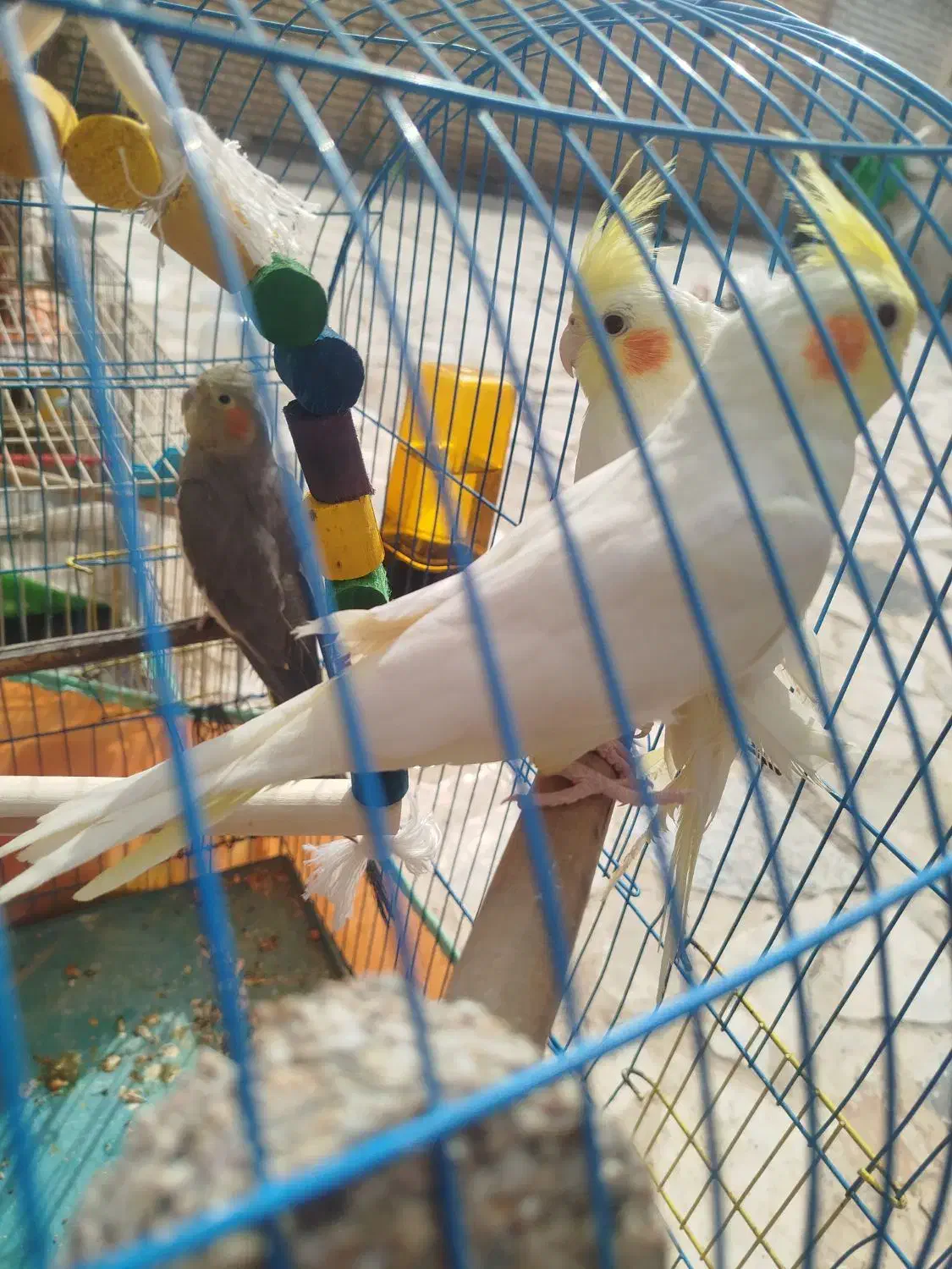 عروس هلندی|پرنده|خرمشهر, |دیوار