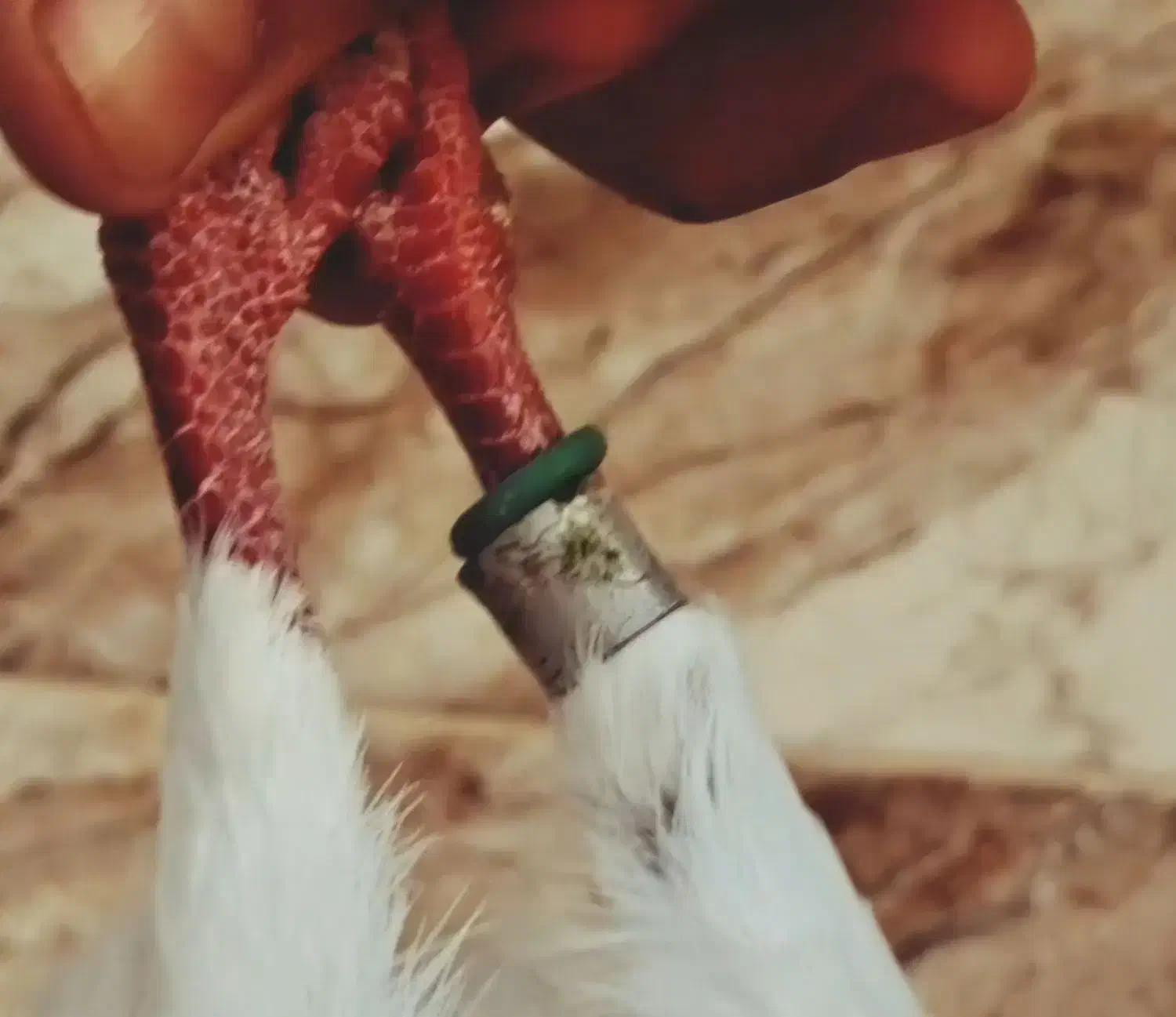 کبوتر سوسکی و جوزی|حیوانات|رشت, حمیدیان|دیوار