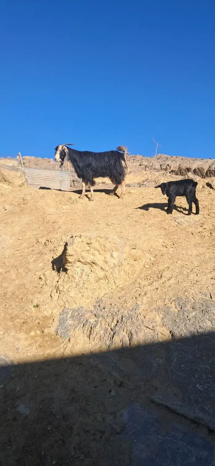 بز کهره دار|حیوانات مزرعه|مرودشت, نقش رستم|دیوار