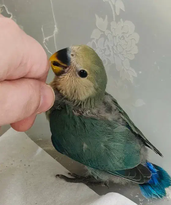 جفت مولد|پرنده|اندیمشک, |دیوار