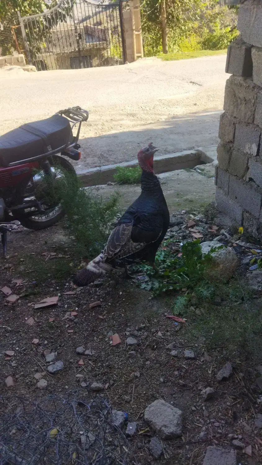 بوقلمون|حیوانات مزرعه|دوزین, |دیوار