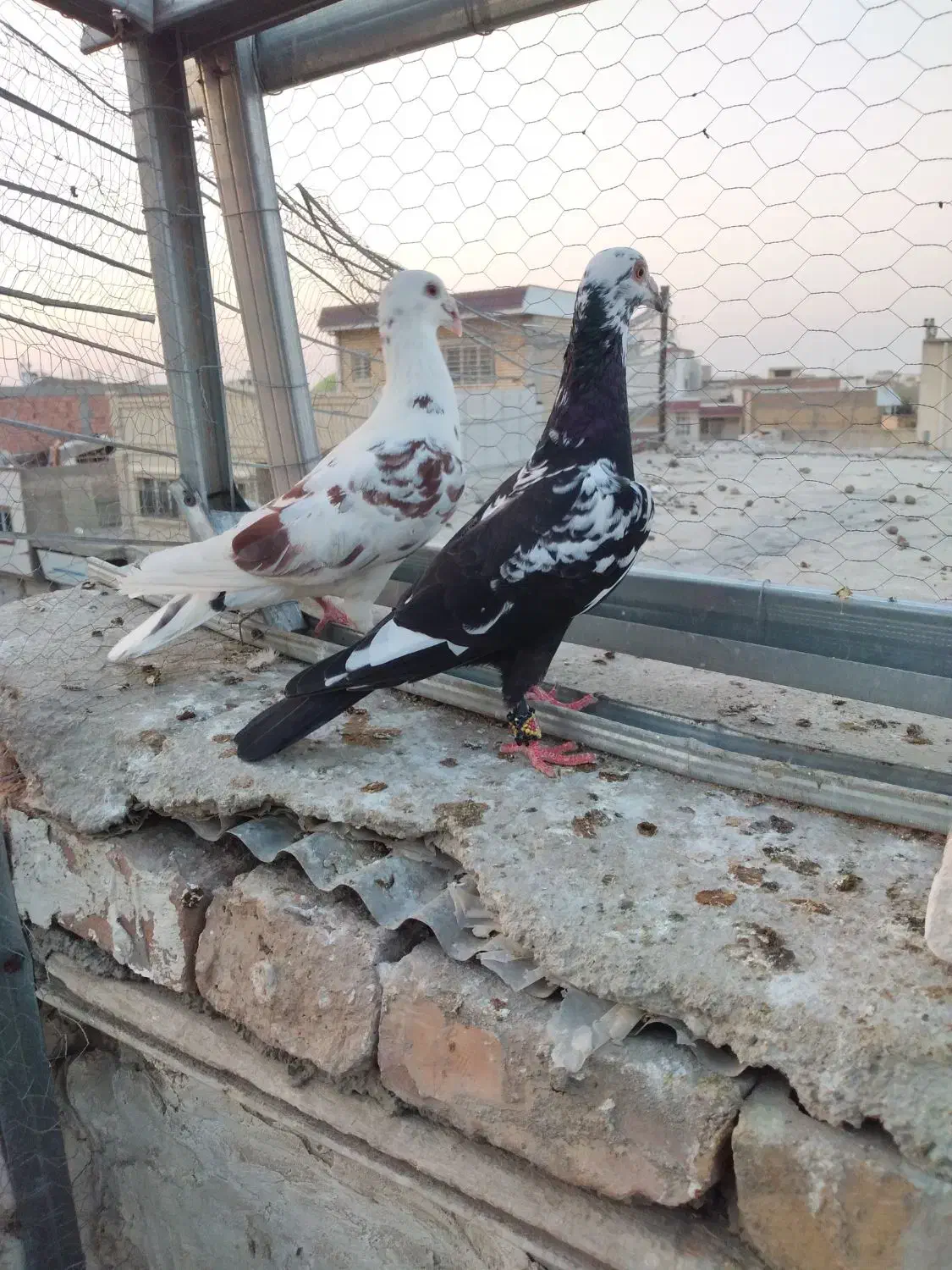 پرنده کبوتر چیل طوقی|پرنده|گنبد کاووس, |دیوار