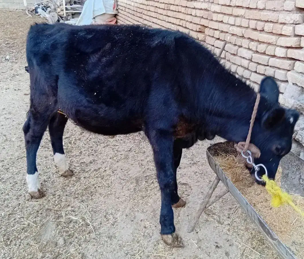 گوساله ماده 6 ماهه|حیوانات مزرعه|گلپایگان, |دیوار