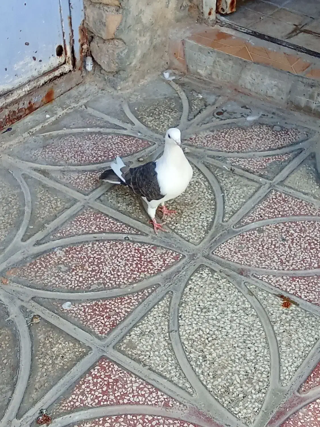 200 پرشی|پرنده|قوچان, |دیوار