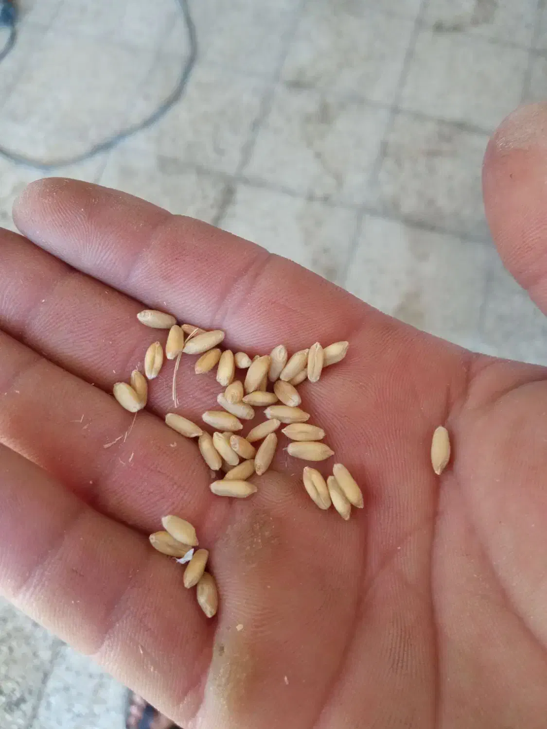 بذر گندم|خدمات باغبانی و درختکاری|سروآباد, |دیوار