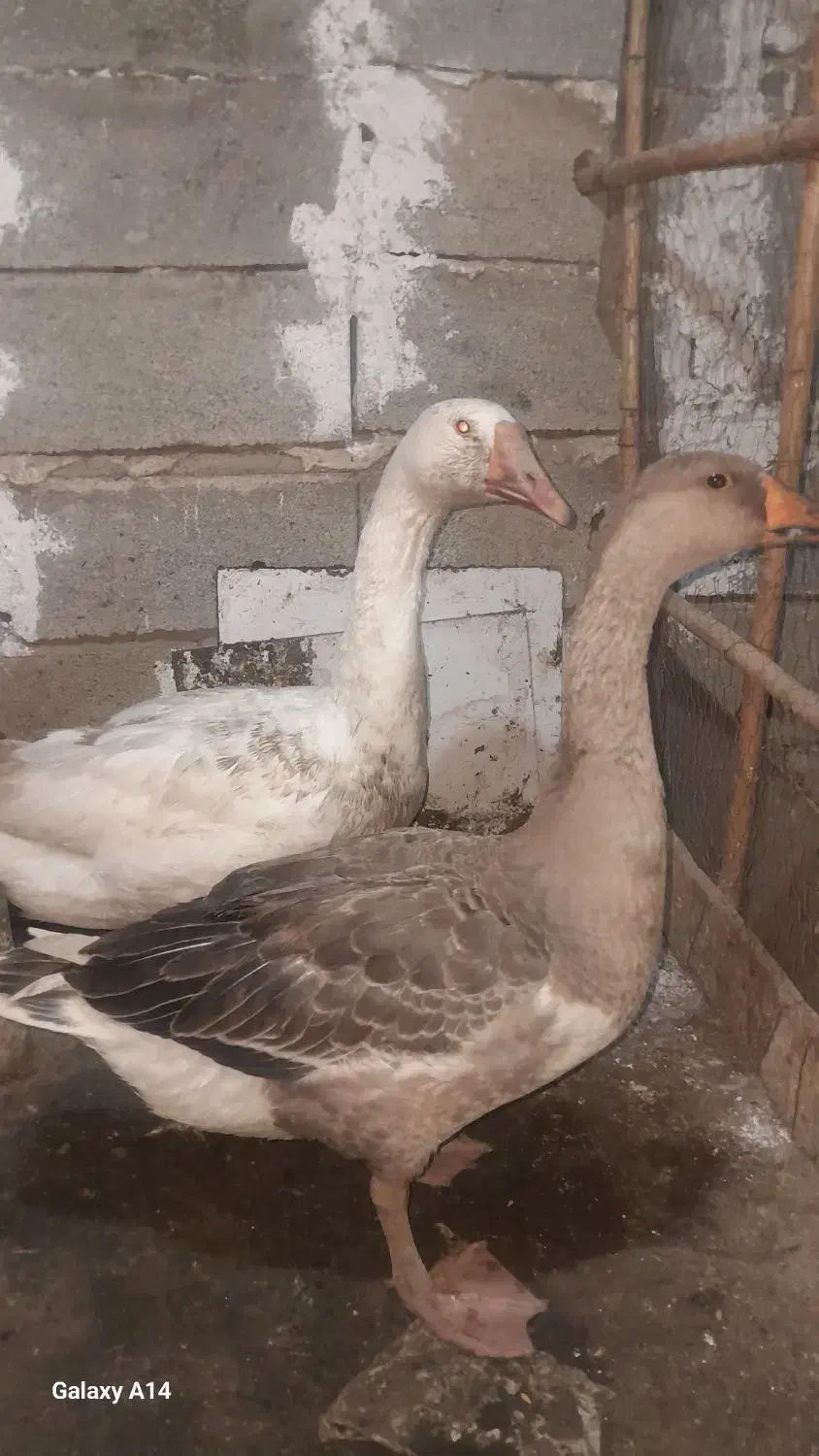 قوقاز ی جفت|حیوانات مزرعه|آزادشهر, |دیوار