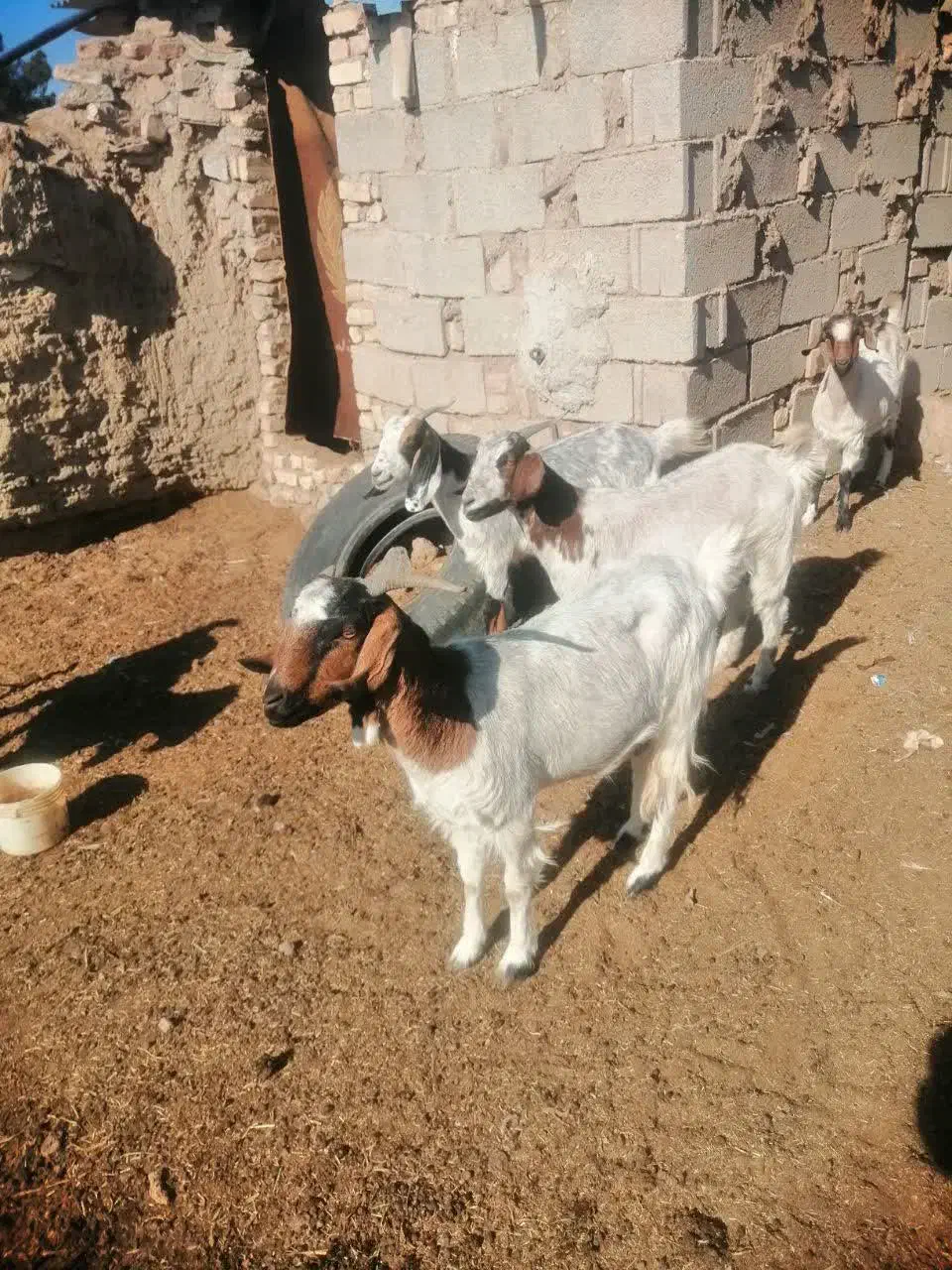 فروش تعدادی بز و بره|حیوانات مزرعه|بیرجند, |دیوار