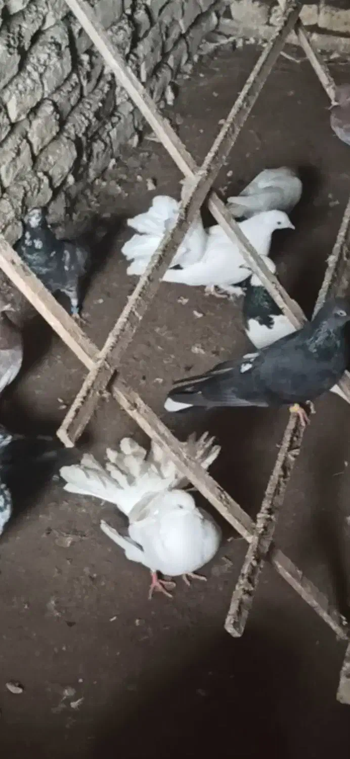 غریب گیری|حراج|آستانه اشرفیه, |دیوار