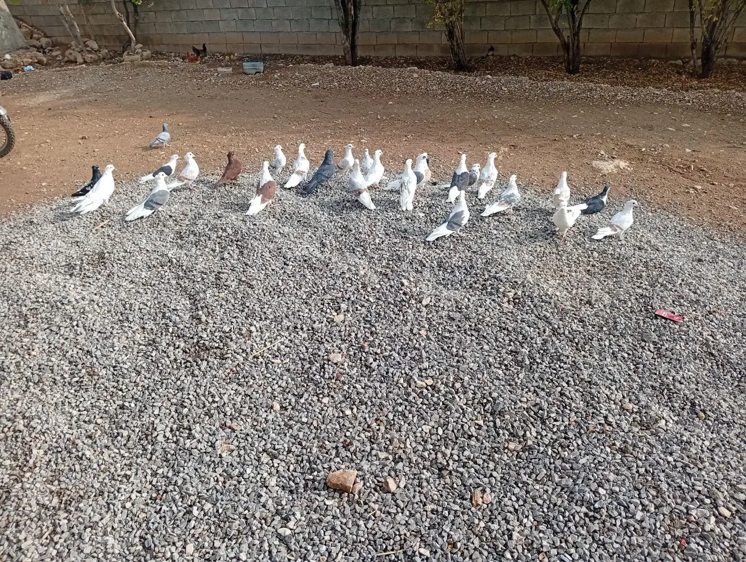 کبوتر خوب|پرنده|چگنی, |دیوار