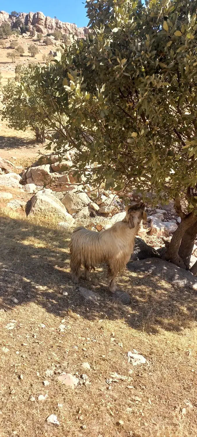بز نر جوان|حیوانات مزرعه|حمیل, |دیوار