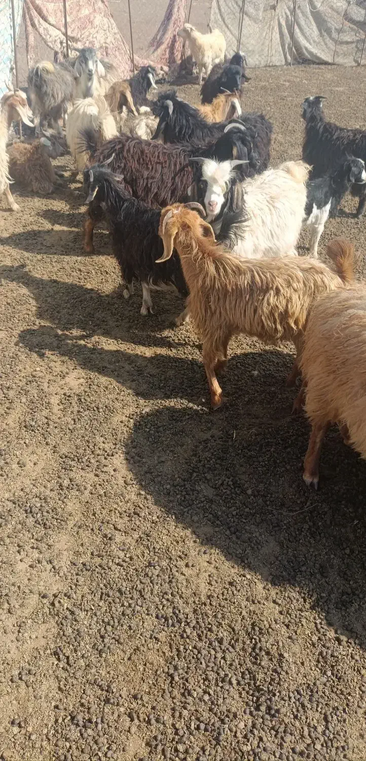 بزغاله بفروش میرسد|حیوانات مزرعه|اهر, |دیوار