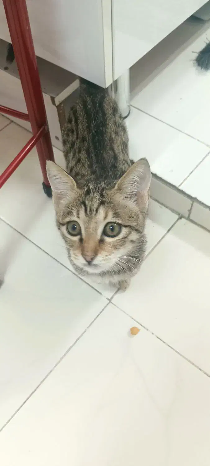 واگذاری گربه با وسایل|گربه|تبریز, |دیوار