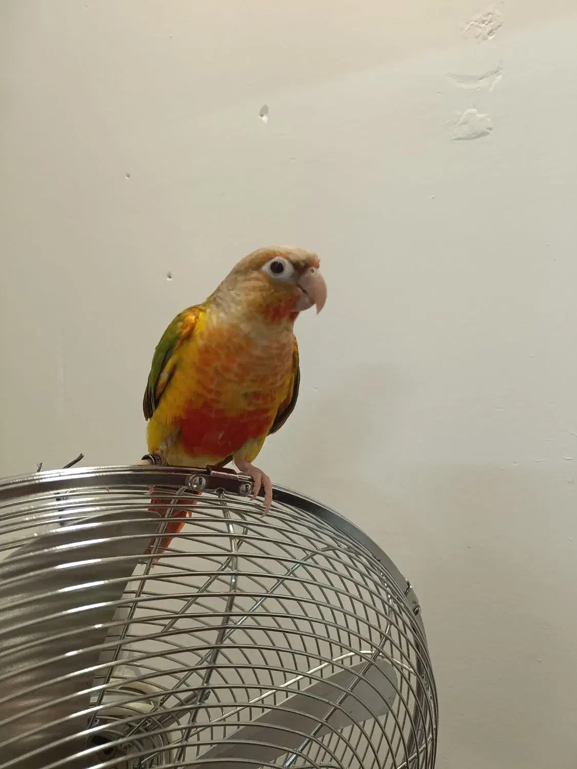 گرینچیک|پرنده|مشهد, کارمندان دوم|دیوار