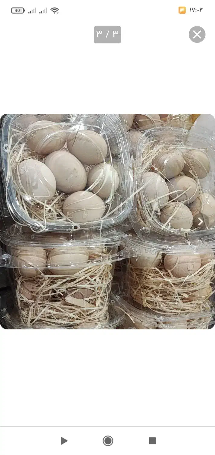 تخم مرغ محلی|خوردنی و آشامیدنی|سنندج, |دیوار