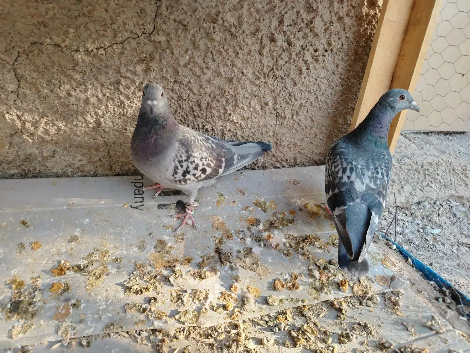 کفتر پلاکی|پرنده|فلاورجان, |دیوار