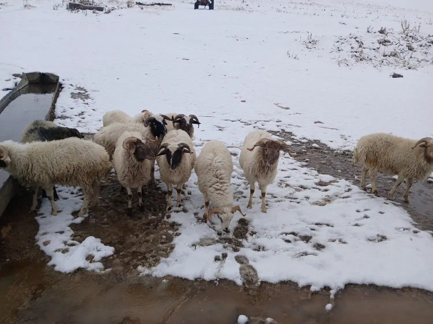 بره نر تالشی ۱۵ عدد|حیوانات مزرعه|اسالم, |دیوار