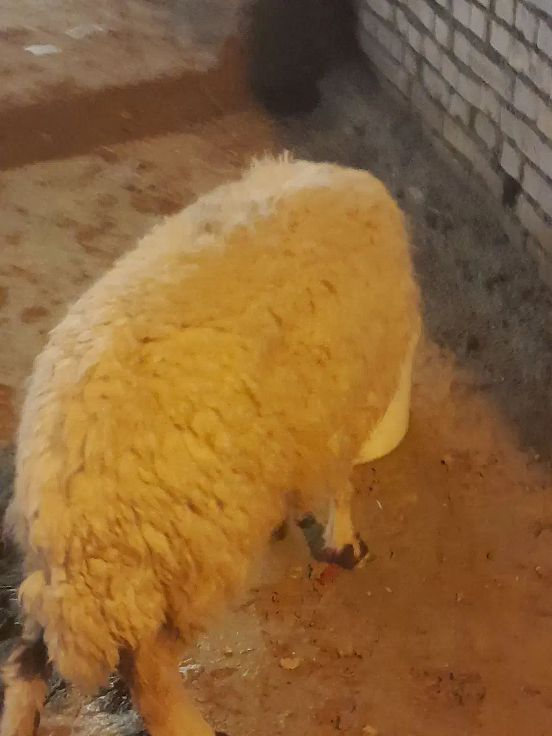 حمیدیه|حیوانات مزرعه|حمیدیه, |دیوار