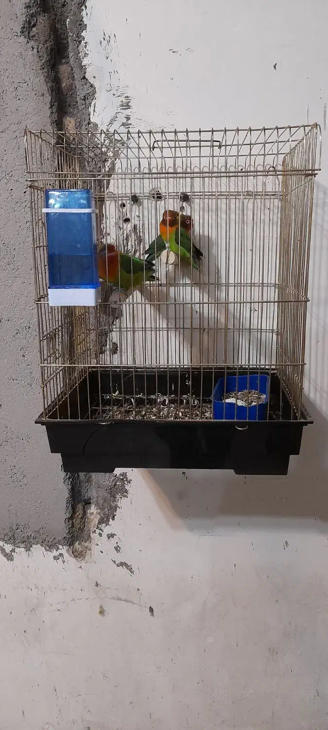 طوطی برزیلی|پرنده|دزفول, |دیوار