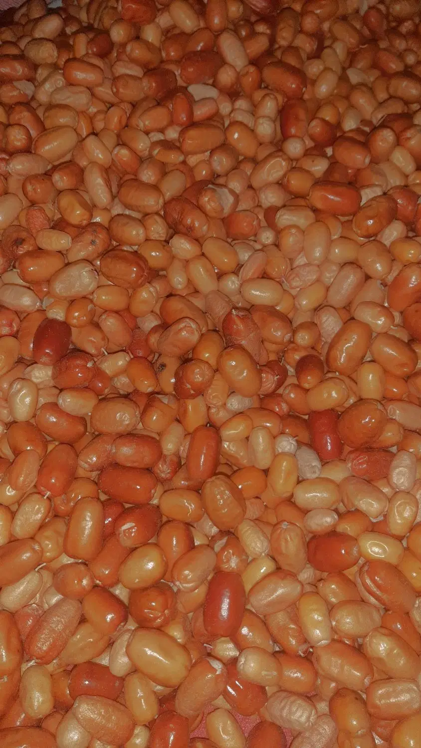 سنجد|خوردنی و آشامیدنی|میاندوآب, |دیوار