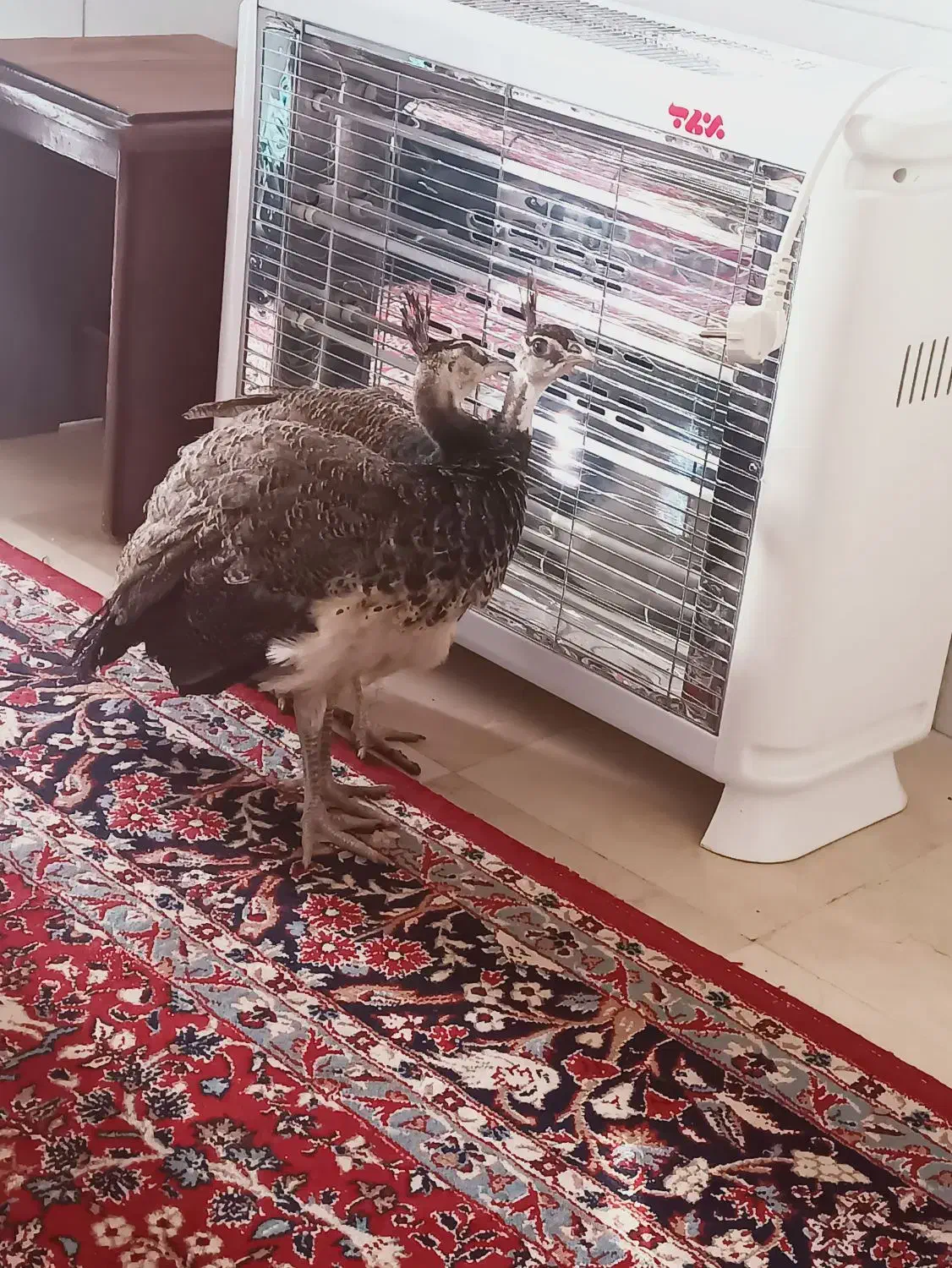 جوجه طاووس هندی|پرنده|تهران, جنتآباد شمالی|دیوار