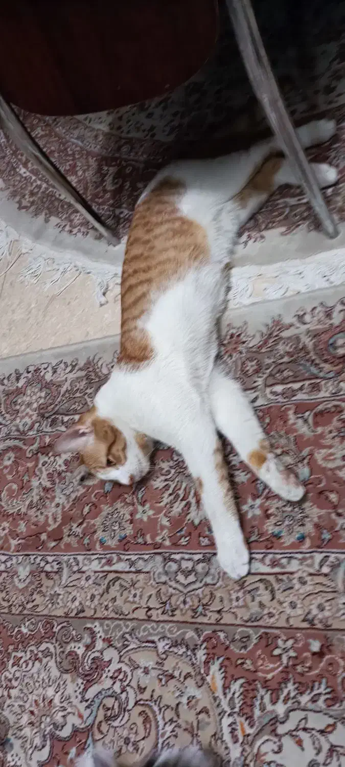 واگذاری گربه شناسنامه داره واکسن خورده رایگان رایگ|گربه|تهران, گلستان (شهرک راه آهن)|دیوار