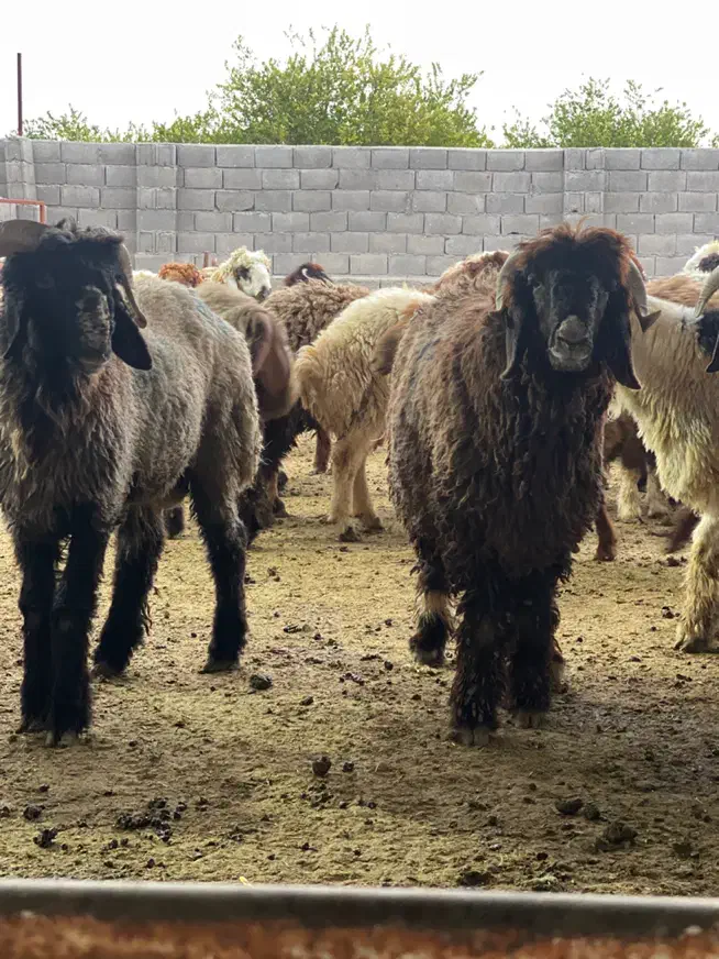 بره چاق و داشتی|حیوانات مزرعه|جم, |دیوار