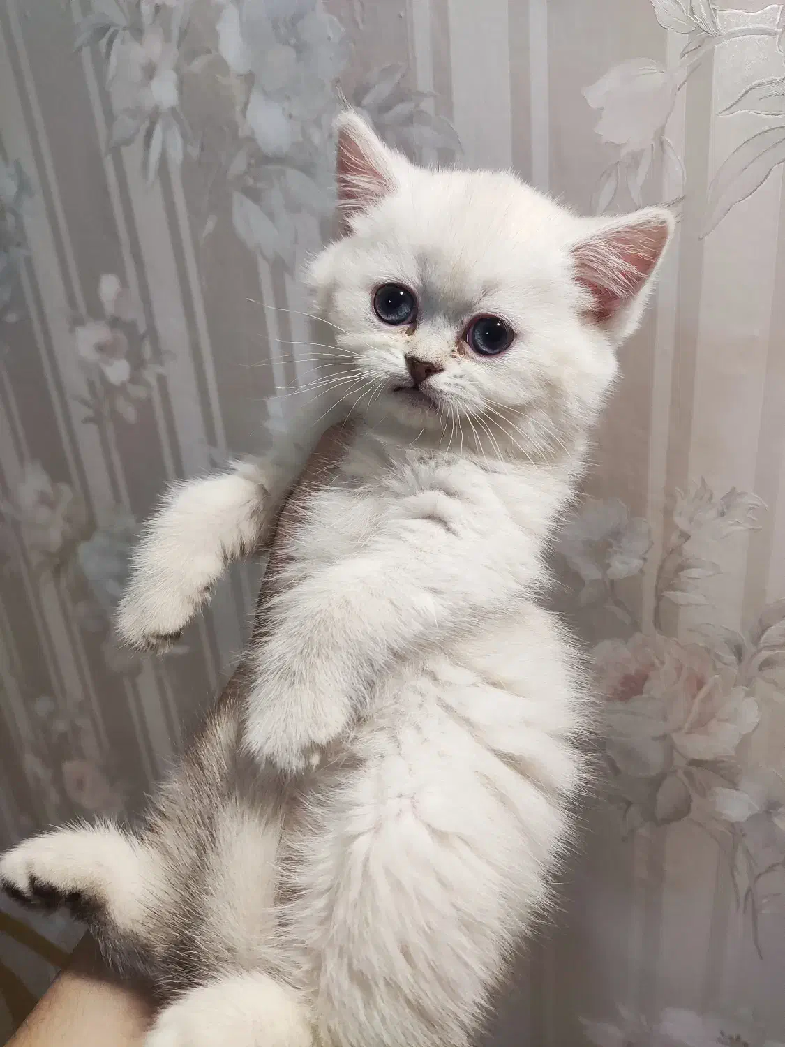 گربه بریتیش ماده|گربه|شیراز, فرهنگ شهر|دیوار