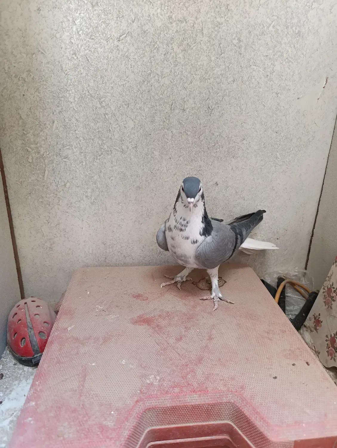 کبوترماده گلین قصری|پرنده|اصفهان, سرچشمه|دیوار