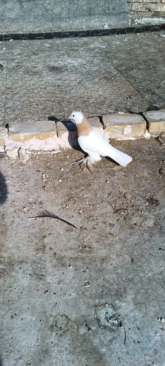 دو عدد طوقی نر|پرنده|پیر بکران, |دیوار