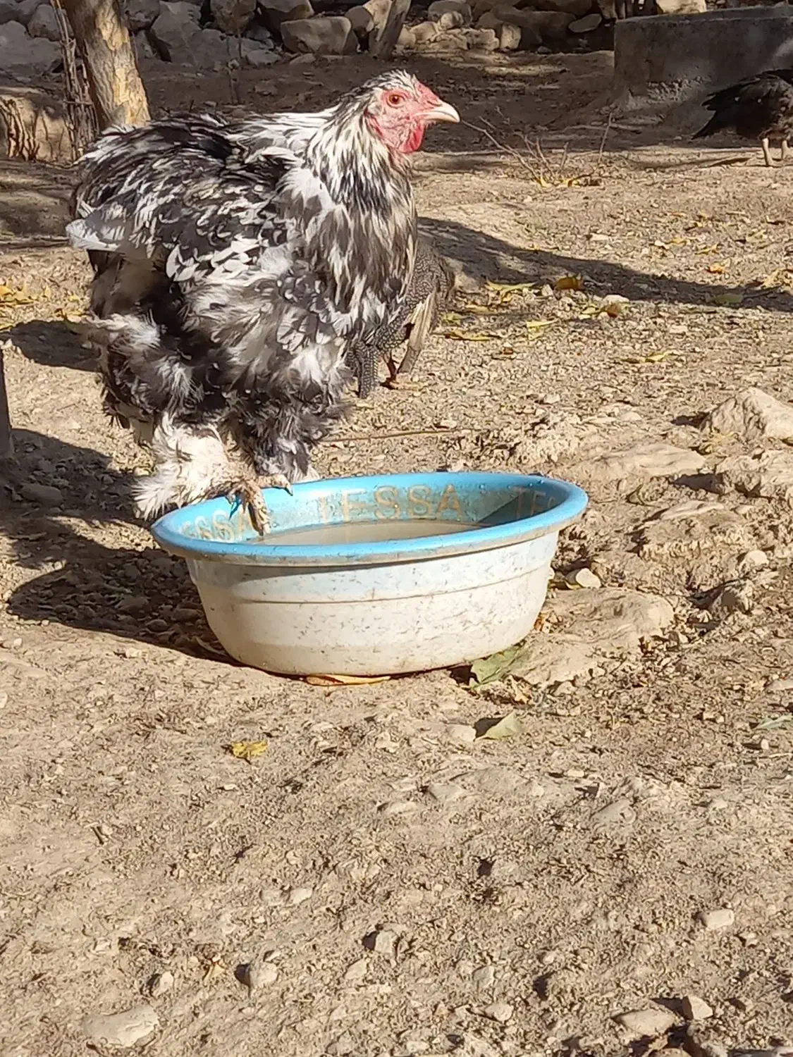 خروس برهما اصل|حیوانات مزرعه|ایوان, |دیوار