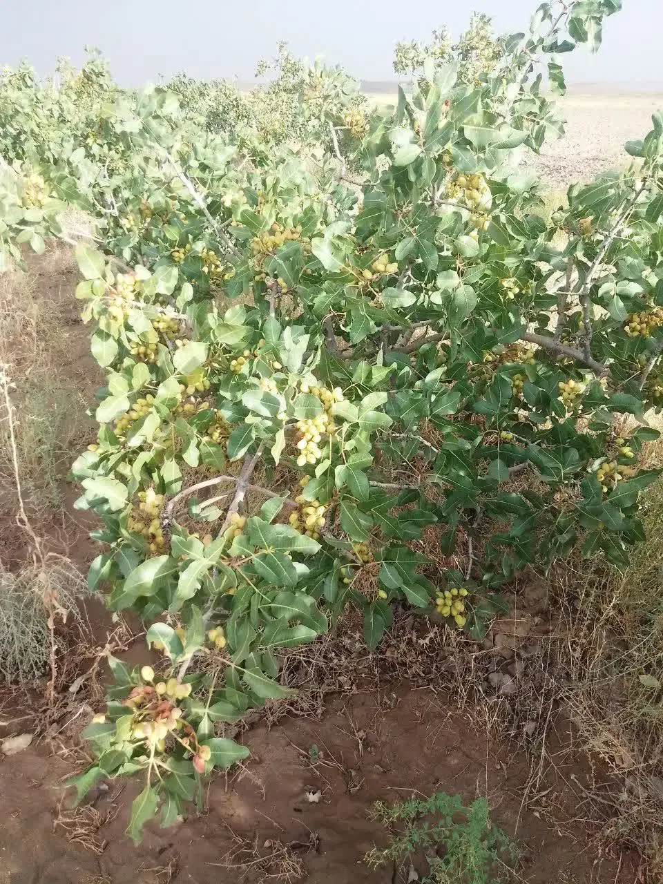 فروش ویژه باغ پسته رشتخوار|فروش زمین و ملک کلنگی|رشتخوار, |دیوار