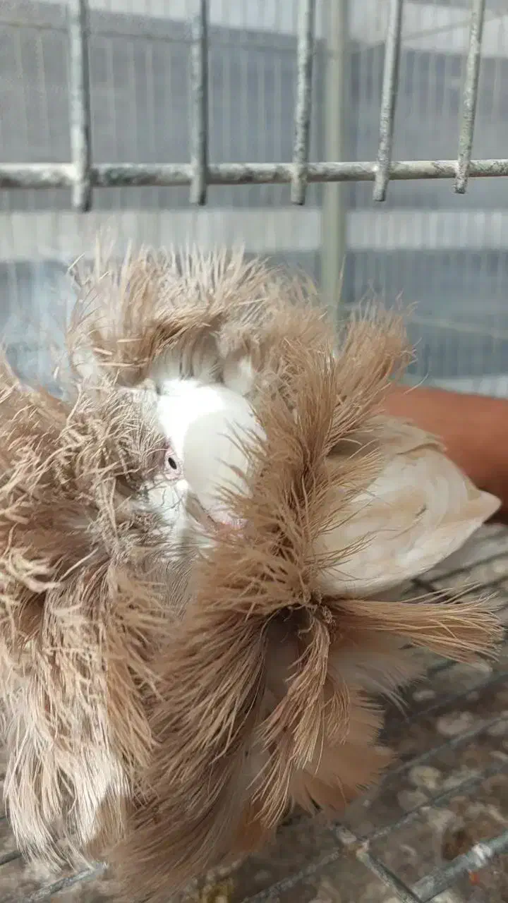 کبوتر زینتی تزئینی شامپیون|پرنده|اصفهان, سرشبادران|دیوار