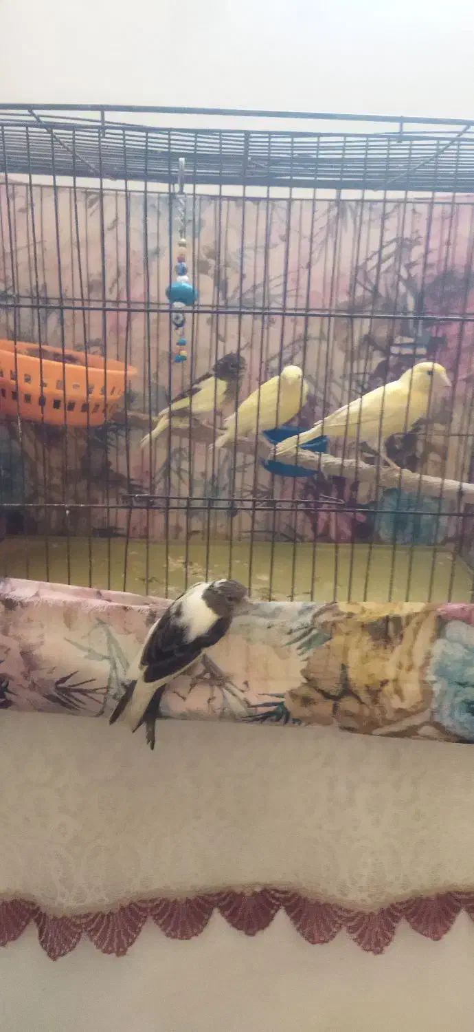 قناری|پرنده|ساروق, |دیوار