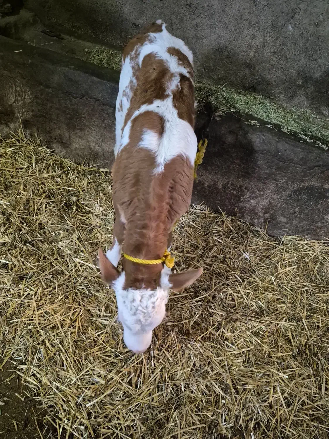 گوساله سیمینتال تازه متولد شده ماده|حیوانات مزرعه|سرعین, |دیوار