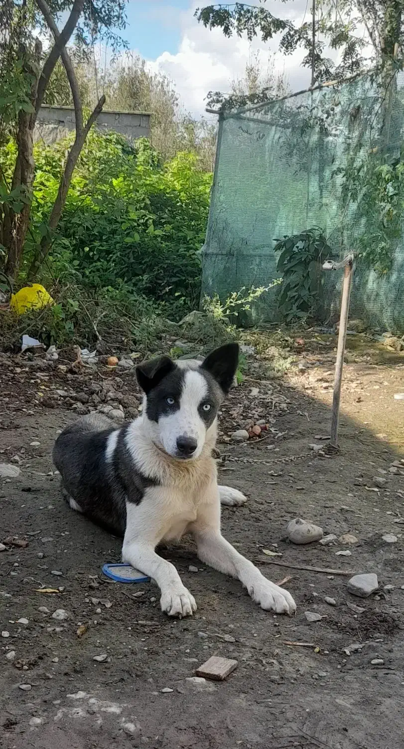 سگ هاسکی|سگ|صومعه‌سرا, |دیوار