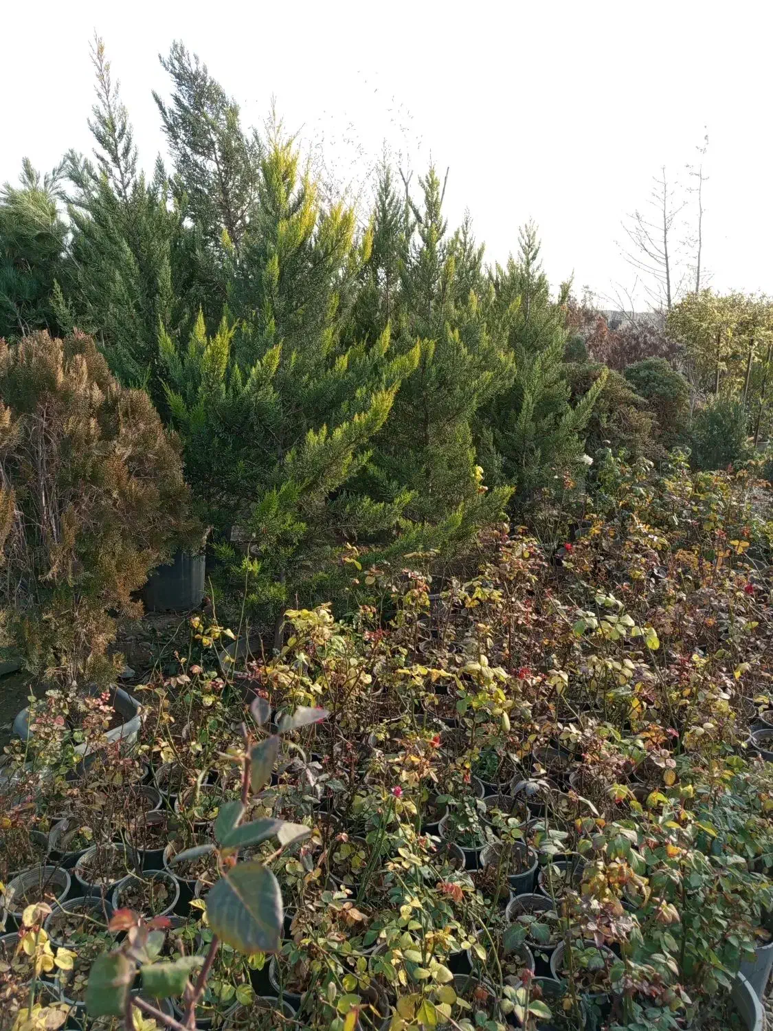 انواع گل و نهال|خدمات باغبانی و درختکاری|ماهدشت, |دیوار