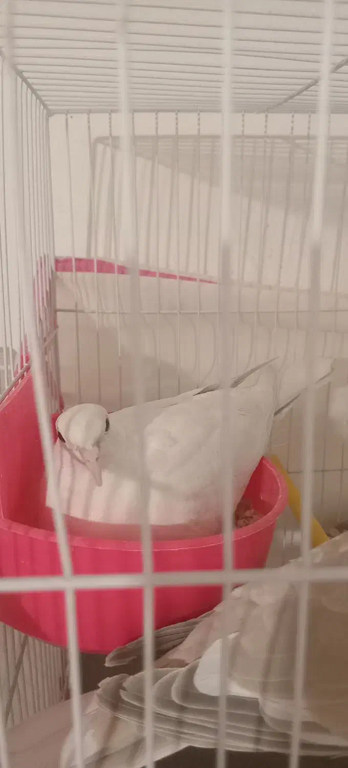 کبوتر|پرنده|مشهد, رده|دیوار