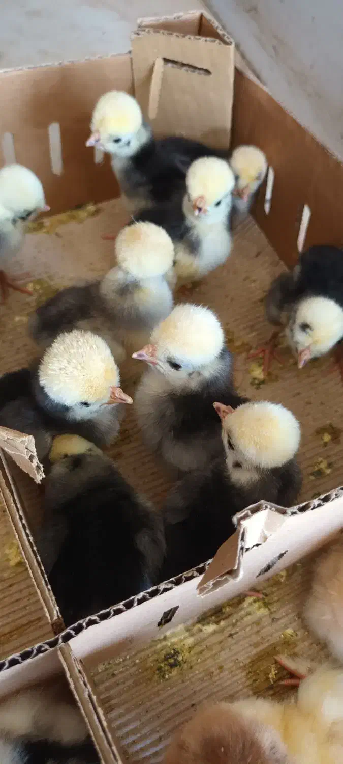 جوجه مرغ زینتی...|حیوانات مزرعه|بافق, |دیوار