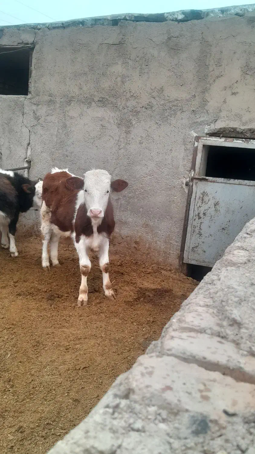 گوساله|حیوانات مزرعه|بوئین زهرا, |دیوار