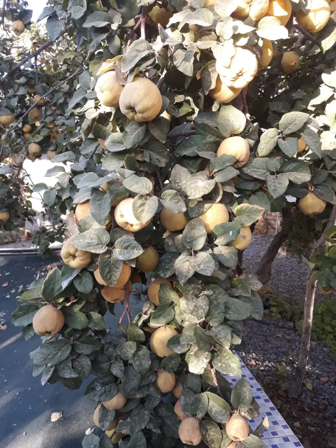 میوه ارگانیک..میوه  به  شهرستان  اراک|خوردنی و آشامیدنی|تهران, شهرک شهید باقری|دیوار