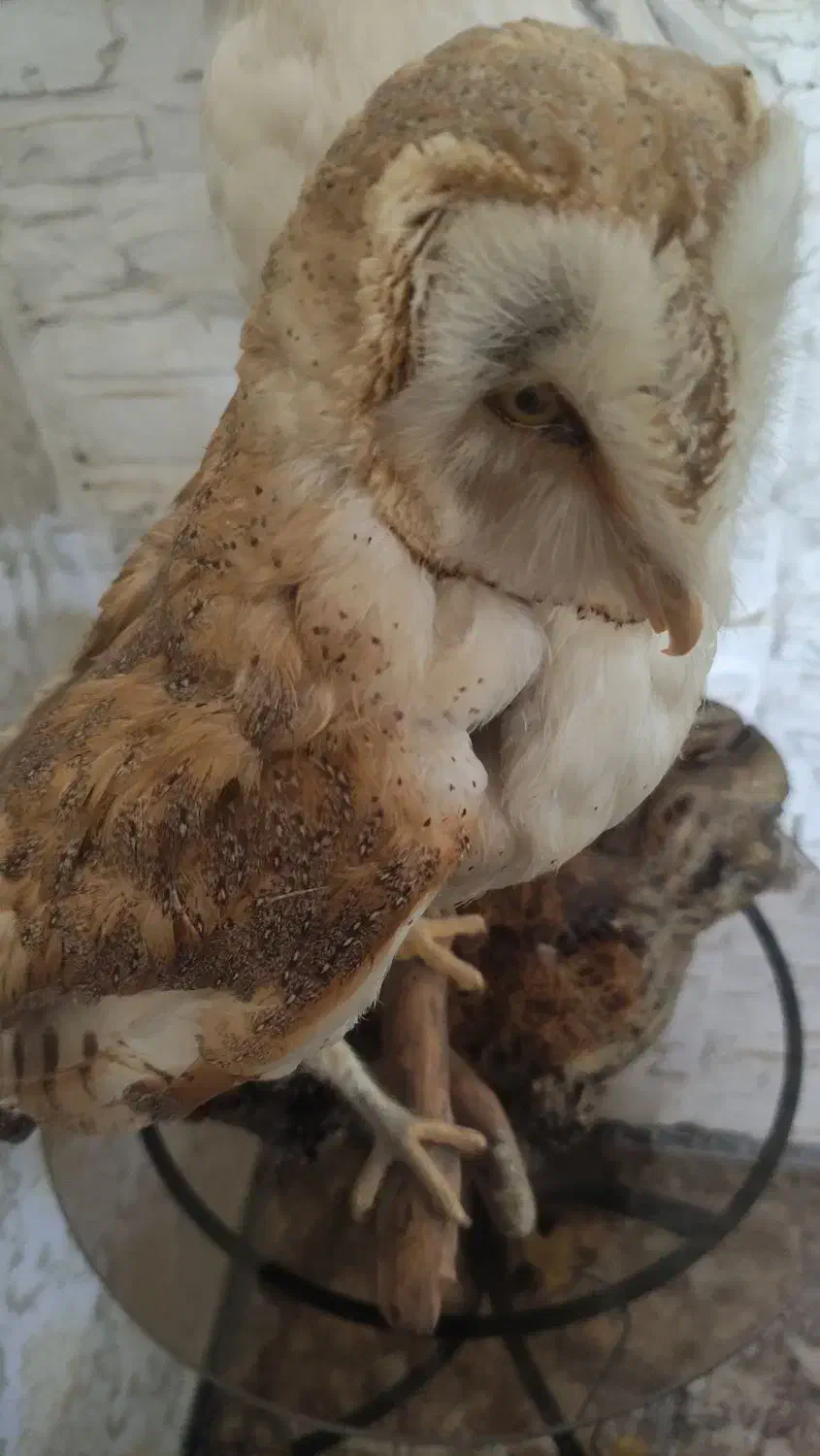 مجسمه جغد|مجسمه، تندیس، ماکت|چاف و چمخاله, |دیوار