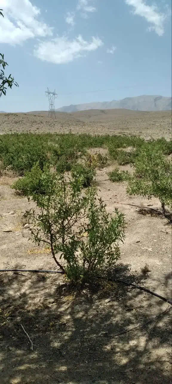 زمین کشاورزی و با مجوز دام پروری و مرغ داری|فروش دفتر صنعتی، کشاورزی، تجاری|خوانسار, |دیوار